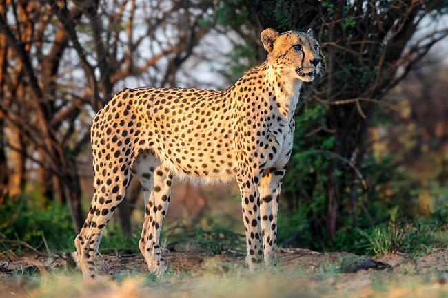 Benin Cheetah