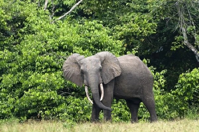 Bwindi Forest Elephant