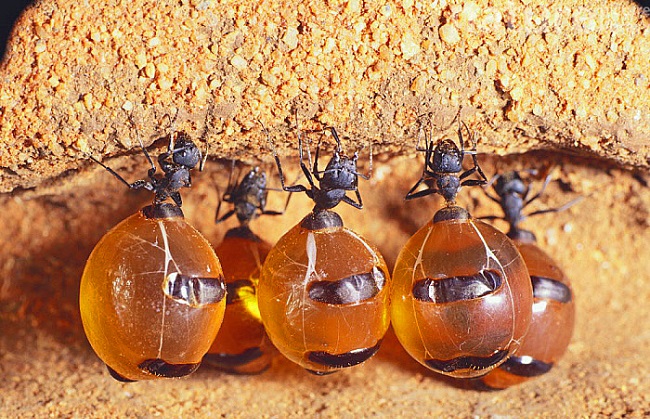 Honey Pot Ant